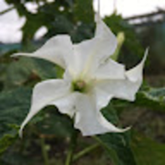 mmoonflower